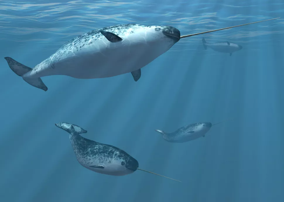 4 narwhals under the water - one in the foreground and the rest are in the background. Foreground narwhal has a long tusk